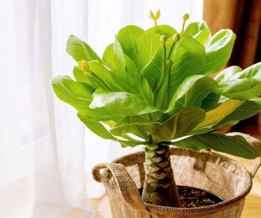 Zwana jest palmą wulkaniczną. Poznaj palmę hawajską