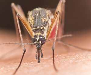 Dirofilarioza - choroba przenoszona przez komary