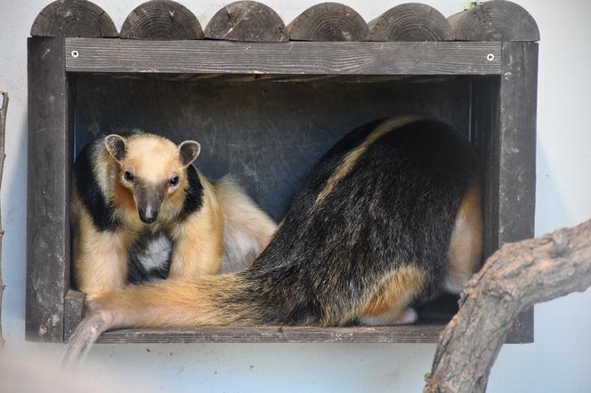 Edi i Suri zostali rodzicami. Wspaniałe wieści z poznańskiego ZOO