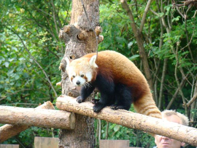 Zoo w Chorzowie: pandy czerwone