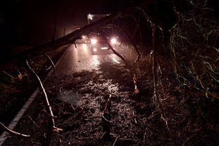 Drzewo runęło na jadący samochód! O krok od tragedii na DK 10 pod Bydgoszczą