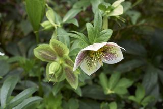 Ciemiernik wschodni - Helleborus orientalis