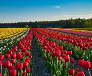 To nie Holandia, to... świętokrzyskie. Pola z tulipanami 