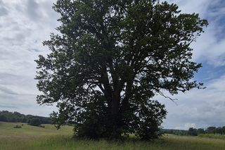 Odwiedziłam „mazurskie Stonehenge”. Jedna rzecz wprawiła mnie w osłupienie