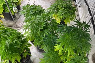 Gigantyczna plantacja konopi zlikwidowana. Policja zabezpieczyła marihuanę, kokainę, broń i amunicję