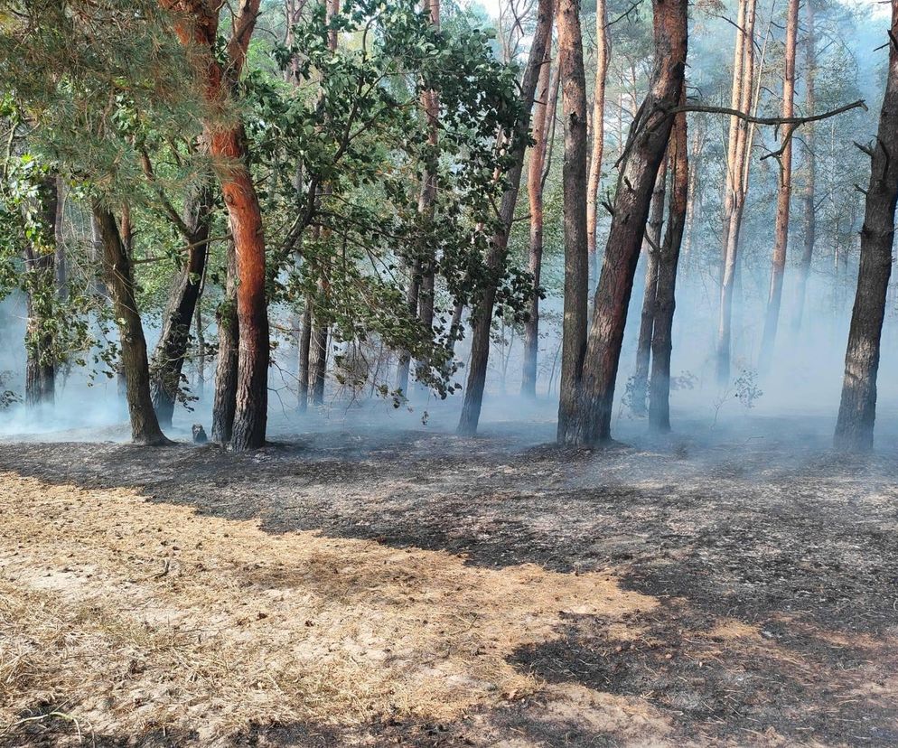  Lasy Państwowe w Radomiu rozpoczęły akcję ochrony przeciwpożarowej lasów