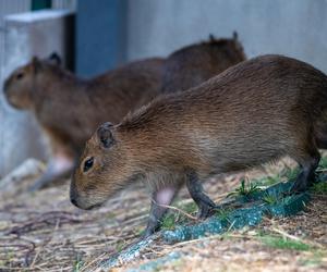 Kapibary przejmują łódzkie ZOO! Do dwóch samic dołączył samiec