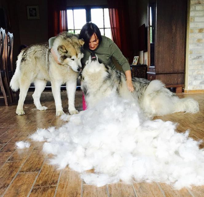 Wielichowska wyczesała psa na maksa