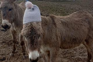 Farma Osiołkowo w gminie Nowa Słupia