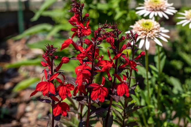 Lobelia szkarłatna