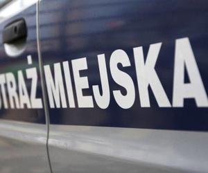 Strażnicy Miejscy z Włocławka interweniowali w sprawie jaszczurki