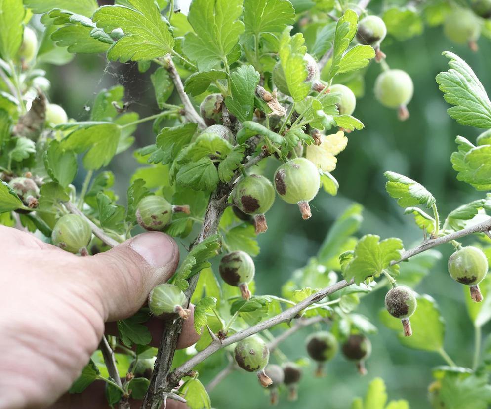 Hamuje głód, sprzyja odchudzaniu, poprawia pracę układu krążenia. Ulubiony owoc PRL kryje w sobie wiele zalet 