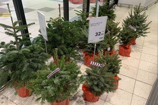 Choinka z Leroy Merlin