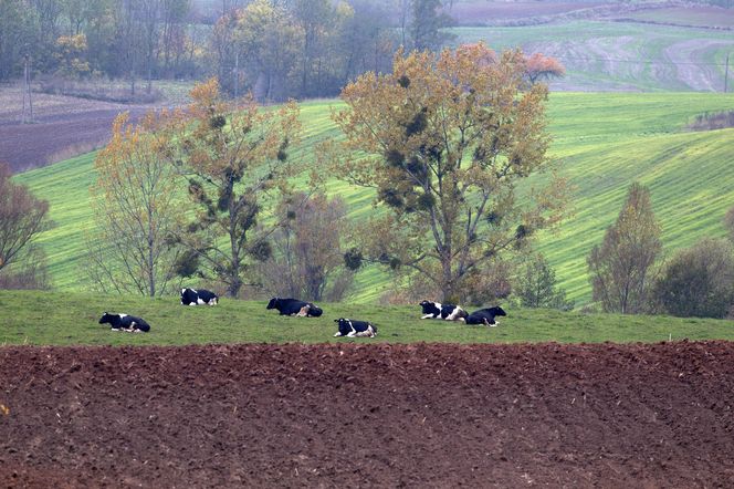 W Kujawsko-Pomorskiem na wielkiej połaci rozrzucone są wzniesienia jak gigantyczne bochny chleba. To drumliny