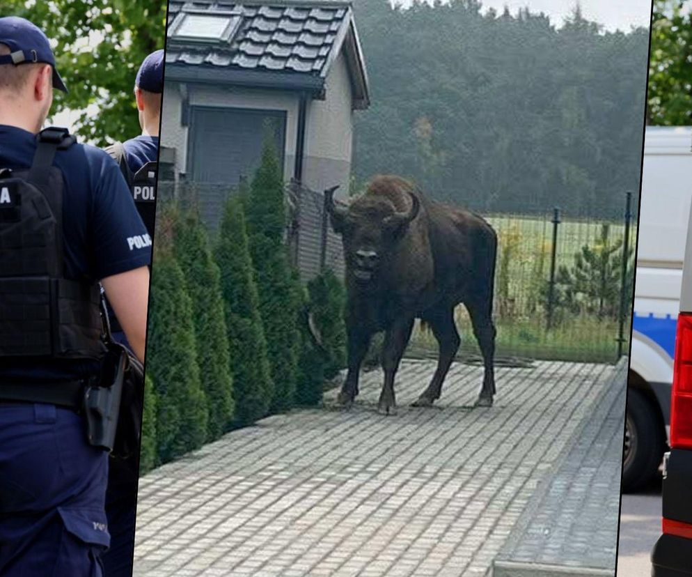 Żubr na wolności. Pajor uciekł z prywatnej zagrody