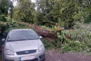Drzewo runęło na samochód. Przerażający wypadek w Toruniu