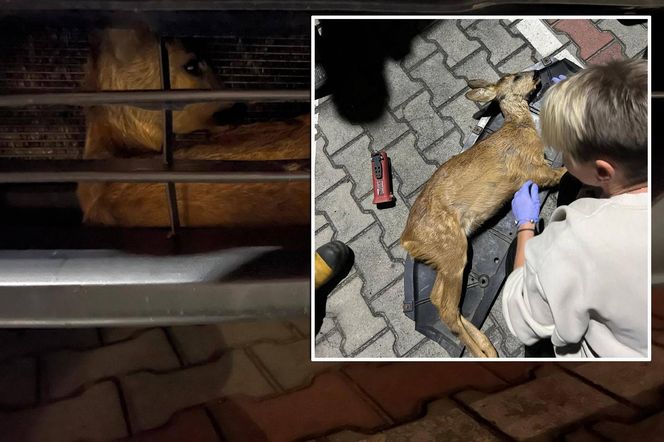 Wypadek pod Łaskiem. Sarna zaklinowała się między zderzakiem a chłodnicą pojazdu