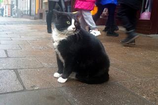 Kot Gacek zostanie ambasadorem wolno żyjących kotów?