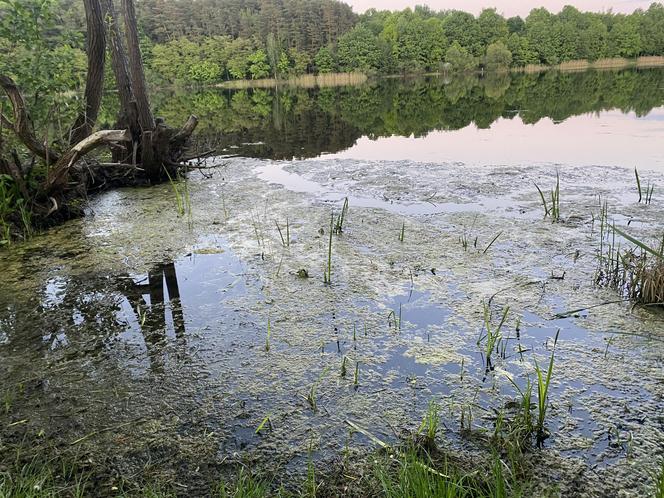 Moczarka nad jeziorem Długim - 2024