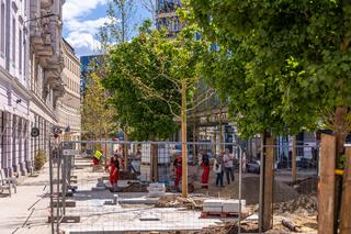 Nowe drzewa na ul. Brackiej w Warszawie