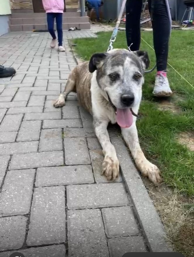 Świdnik. Pies utknął w wąskim wykopie. Lucky nie mógł ruszyć się nawet na centymetr