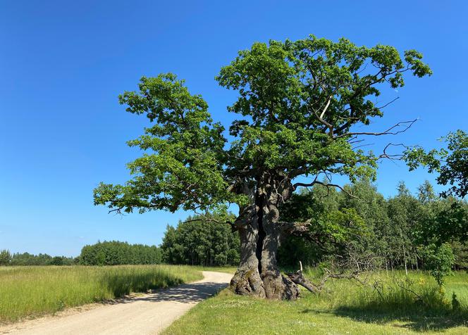 Dąb Dunin zwany Strażnikiem Puszczy reprezentuje Podlasie w konkursie na Drzewo Roku 2021