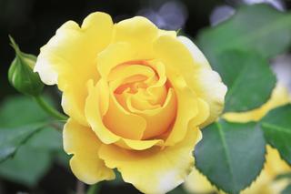 Róże w ogrodzie: królowe kwiatów