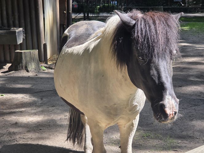 Zaglądamy do mieszkańców bydgoskiego ZOO. Kto mieszka w sercu Myślęcinka?