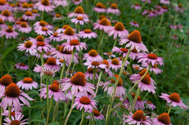Jeżówka (echinacea)