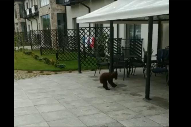 Niedźwiedź odwiedził hotel w Bieszczadach. Wyprawę udało się nagrać!