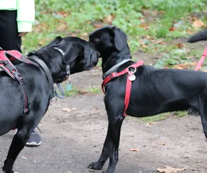 Dog Run Toruń 2023: Zapowiedź imprezy