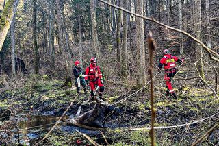 Łoś utkwił w bagnie po uszy! Z pomocą ruszyli strażacy