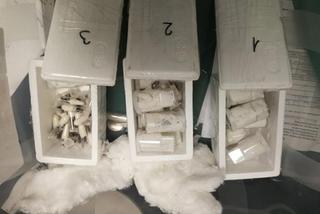 Kutno. Rutynowo sprawdzał zawartość paczki, znalazł kilkadziesiąt pająków! Zgroza w firmie kurierskiej!