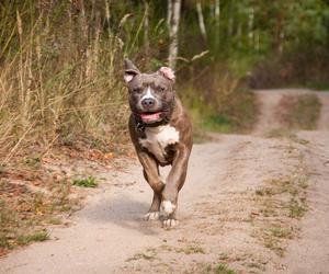 Kraków: dwa amstaffy rozszarpały na Plantach jamnika. Świadkowie zdarzenia poszukiwani