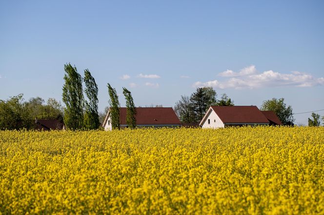 Lądowanie awaryjne pod Barczewem! Samolot w polu rzepaku