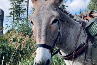Farma Osiołkowo w gminie Nowa Słupia