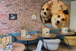 Pierwsza w Polsce kawiarnia z corgi! Powstała w Częstochowie