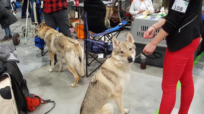 Tysiące psów i odwiedzających. II Międzynarodowa wystawa Psów Rasowych odbyła się w Bydgoszczy