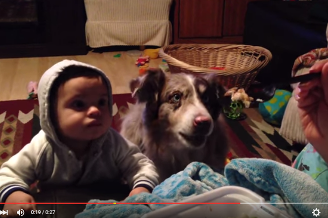 Śmieszne filmiki, video