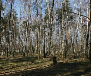 Las Pamięci na cmentarzu Szczecińska w Łodzi