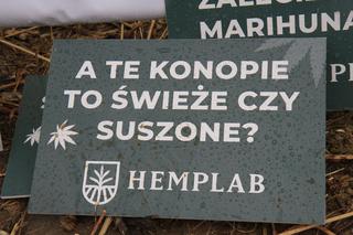 Żniwa konopi Lublin