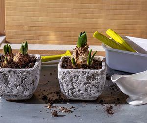 Jak przezimować hiacynty posadzone w donicy?