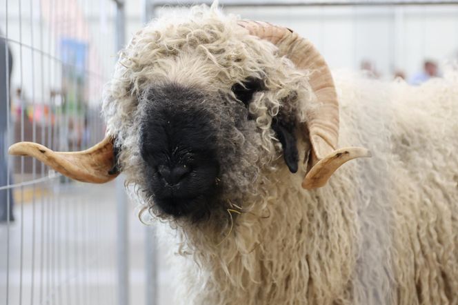 ZooPark ponownie przyciągnął do Targów Lublin tłumy miłośników zwierząt