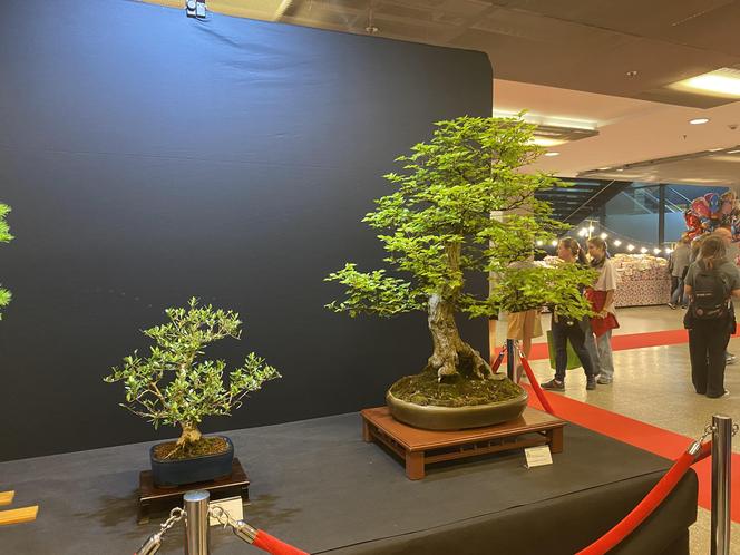 "Potworne Cuda", Światowa Wystawa Orchidei, Bonsai i Sukulentów oraz targi roślin na PGE Narodowym