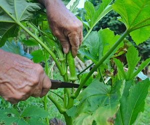 Okra (piżmian jadalny)