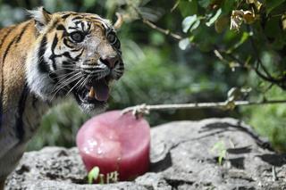 Lody z rybami i zimne prysznice – tak zwierzęta w Zoo radzą sobie z upałami [ZDJĘCIA]