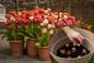 Sadzenie tulipanów w donicach - kiedy i jak to robić?
