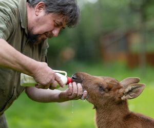 Leśne Pogotowie w Mikołowie ratuje dzikie zwierzęta 