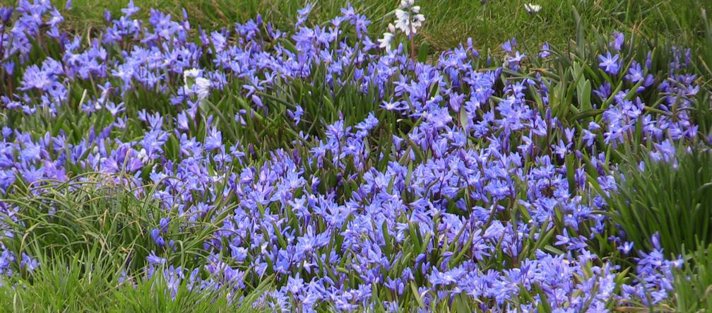 Kraków: Wiosna zawitała do Ogrodu Botanicznego [GALERIA ZDJĘĆ, WIDEO, AUDIO]