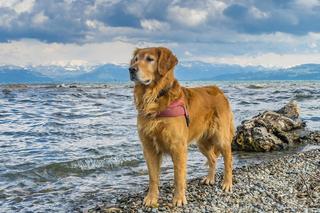 Samojed, a może border colie? Czy rozpoznasz te psy po wyglądzie? [QUIZ]